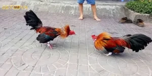 Tìm hiểu về Chợ tốt gà đá an giang