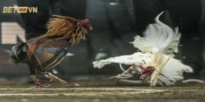 Tìm hiểu về Trực tiếp đá gà đòn Thomo