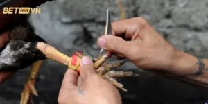 da-ga-cua-dao-2