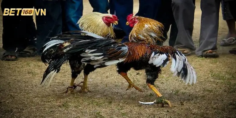 da-ga-cua-dao-3